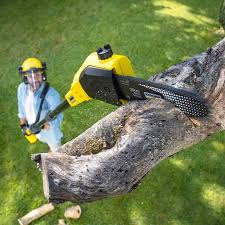 How Our Tree Care Process Works  in  Garden Acres, CA