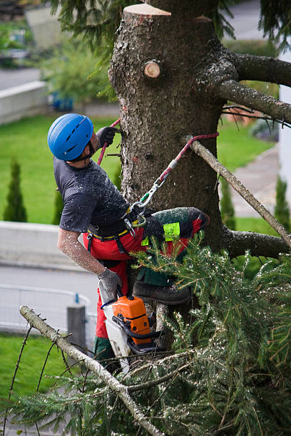 Lawn Pest Prevention in Garden Acres, CA